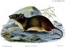 Manipur bush rat httpsuploadwikimediaorgwikipediacommonsthu