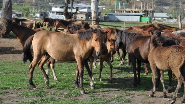 Manipuri pony Concern over dwindling number of rare Indian polo ponies BBC News