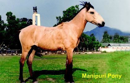 Manipuri pony Manipuri pony Indian Council of Agricultural Research