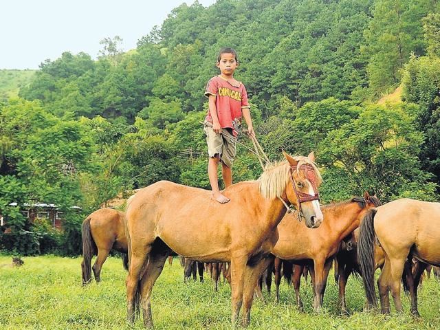 Manipuri pony wwwhorsebreedspicturescomwpcontentuploads201