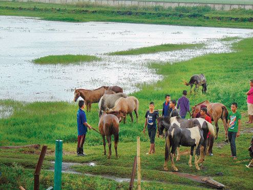 Manipuri pony Manipuri Pony Information Origin History Pictures Horse Breeds