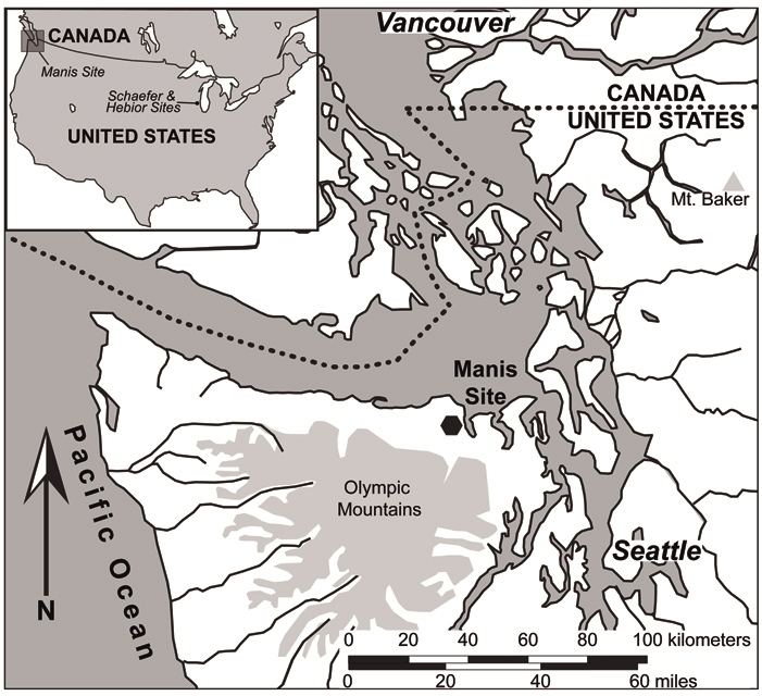 Manis Mastodon Site Tracing the first North American hunters HeritageDaily Heritage