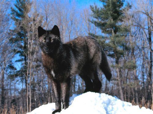 Manitoba wolf bibgeimganimal82966680Manitobawolfjpg