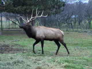 Manitoban elk Elk Distribution