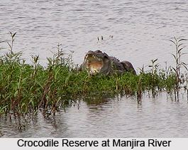 Manjira River River Indian River