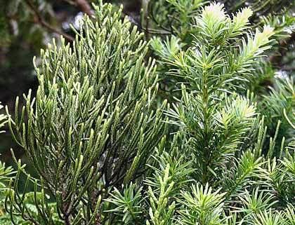 Manoao Manoao or Kirk39s pine Conifers Te Ara Encyclopedia of New Zealand