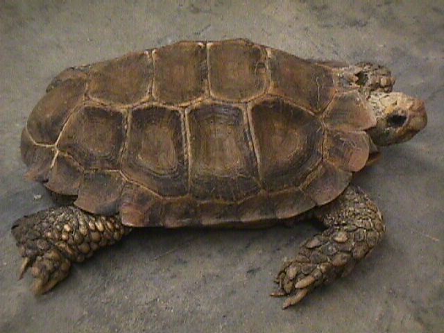 Manouria manouria impressa impressed tortoise tortvet zoovet veterinarian