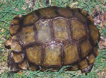 Manouria Burmese Asian Brown and Black Mountain Tortoise