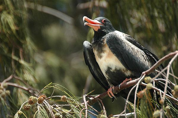 Manowar and Rocky Islands Important Bird Area