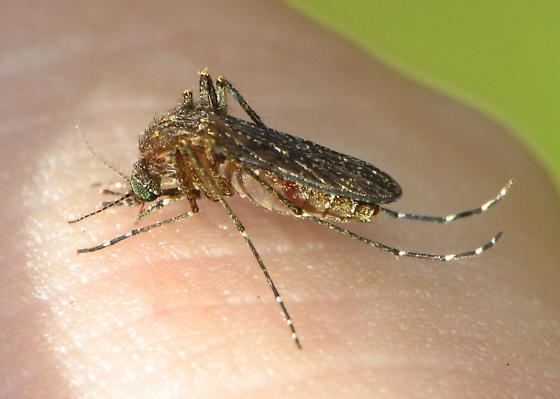 Mansonia Mosquito Control Methods in Malaysia Different types of Mosquitos
