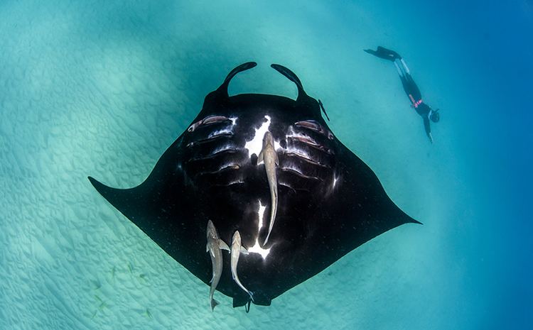 Manta ray Swim with manta rays Australias Coral Coast