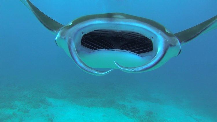Manta ray GoPro Diving With Manta Rays YouTube