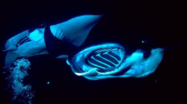 Manta ray night dive