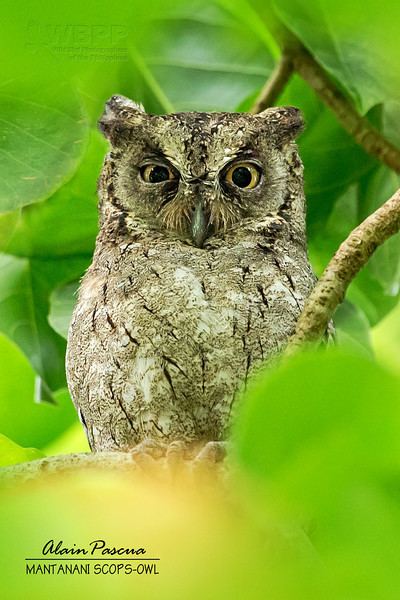 Mantanani scops owl Mantanani ScopsOwls of Palawan Philippines Focusing on Wildlife