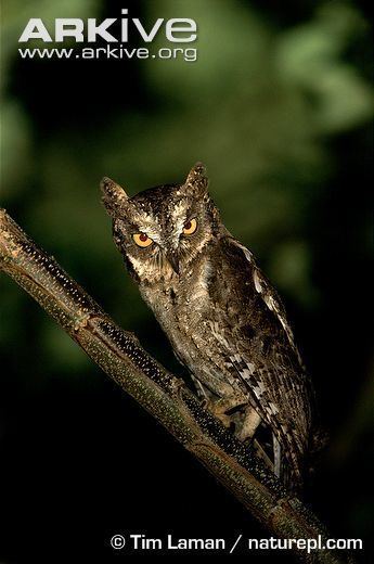 Mantanani scops owl Mantanani scopsowl videos photos and facts Otus mantananensis