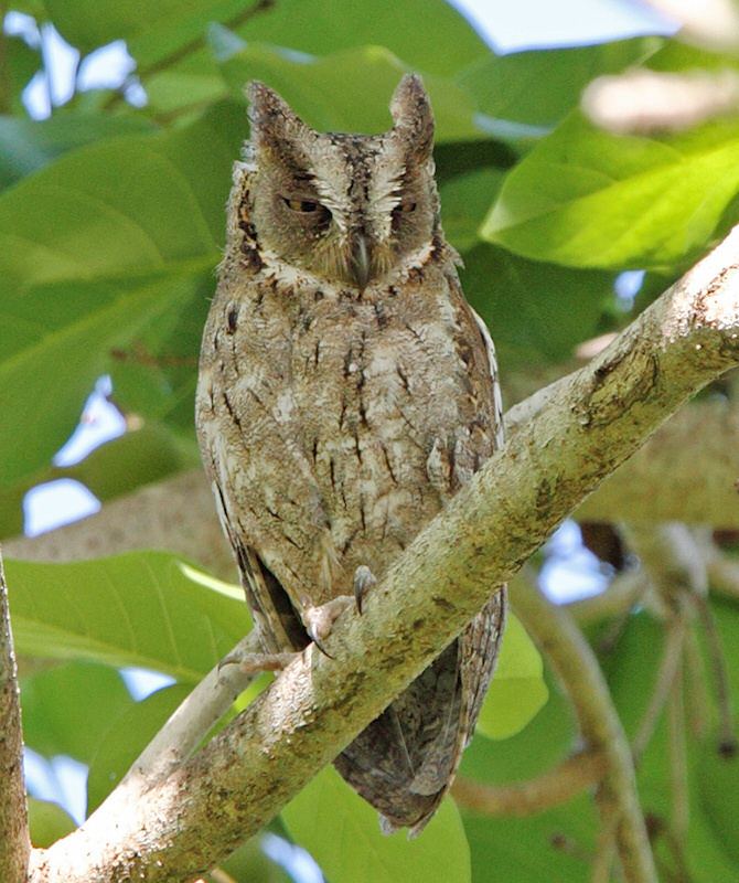 Mantanani scops owl Mantanani Scops Owl Otus mantananensis Picture 1 of 2 The Owl