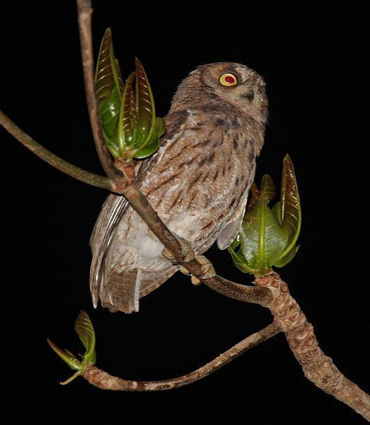 Mantanani scops owl Oriental Bird Club Image Database Mantanani Scops Owl Otus