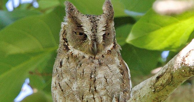 Mantanani scops owl Mantanani Scops Owl Otus mantananensis Information Pictures