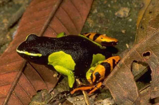 Mantella Care of the World39s Most Colorful Mantella A Zookeeper39s Thoughts