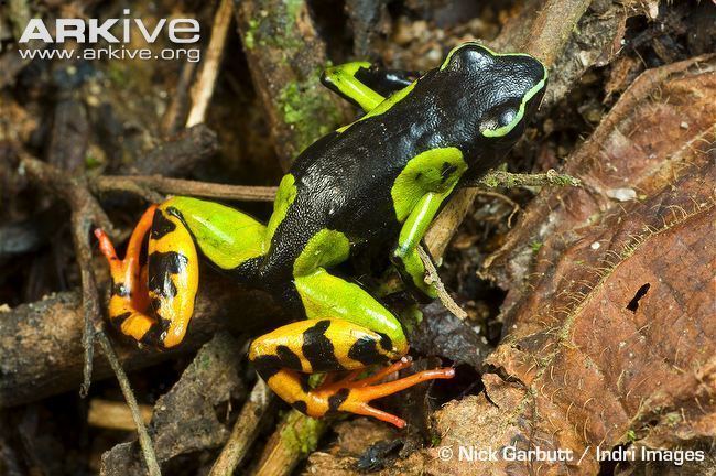 Mantella Golden frog videos photos and facts Mantella aurantiaca ARKive