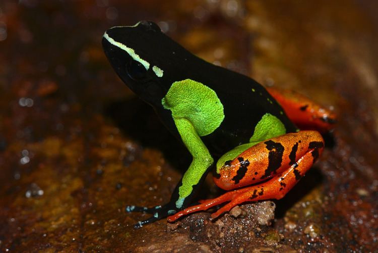Mantella baroni 1000 images about Mantella Baroni on Pinterest Madagascar Frogs