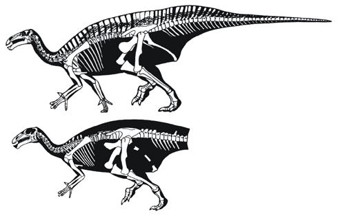 Mantellisaurus Goodbye superinclusive Iguanodon hello Mantellisaurus Owenodon