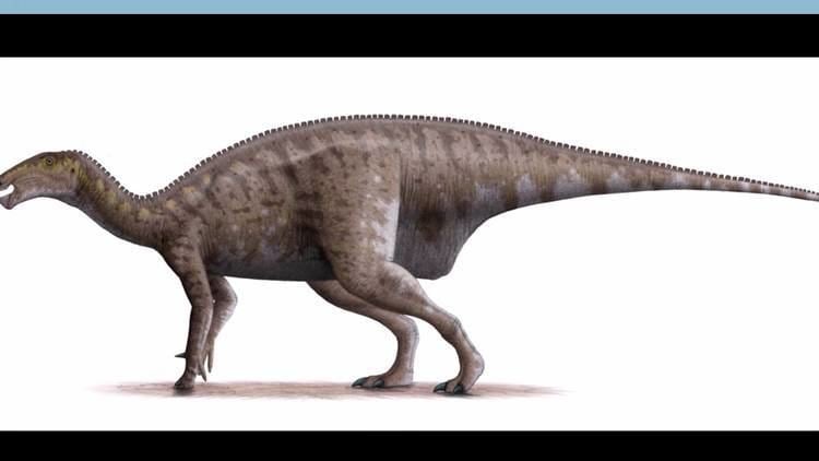Mantellisaurus httpsiytimgcomviHDlVJgtkssmaxresdefaultjpg