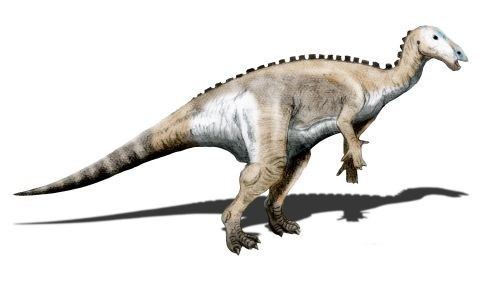 Mantellisaurus Mantellisaurus Pictures amp Facts The Dinosaur Database