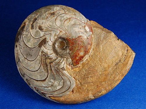 Manticoceras Manticoceras Swimming with Ammonites