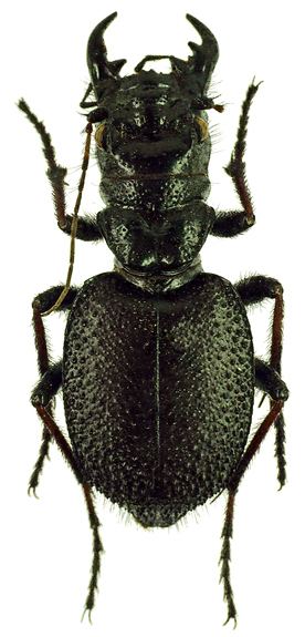 Manticora (genus) Subfamily Cicindelinae Latreille 1802 Carabidae