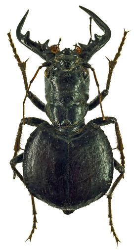 Manticora (genus) Genus Manticora Fabricius 1792 Carabidae