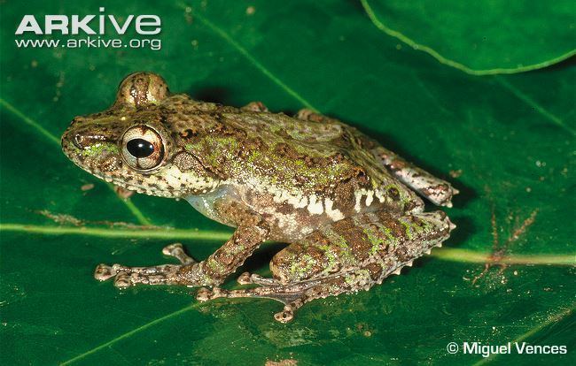 Mantidactylus Madagascar frog videos photos and facts Mantidactylus massorum