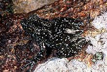 Mantidactylus lugubris httpsuploadwikimediaorgwikipediacommonsthu