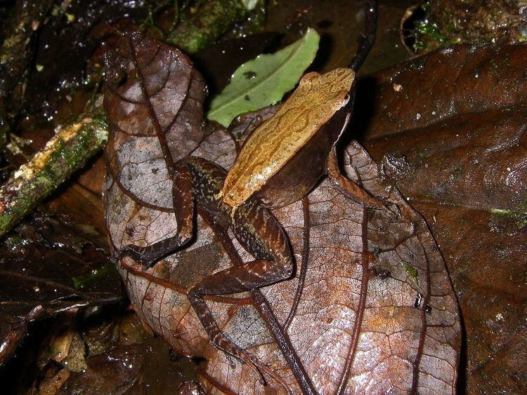 Mantidactylus opiparis