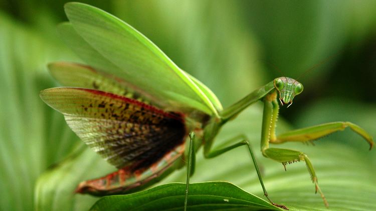 Mantis Praying Mantis