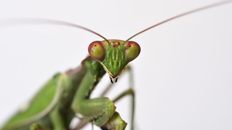 Mantis Praying Mantis