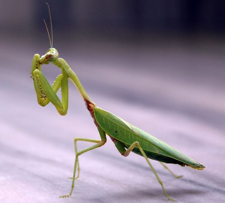 Mantis httpsuploadwikimediaorgwikipediacommons22