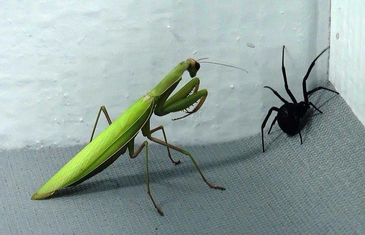 Mantis Black Widow vs Praying Mantis Spiders infest my house YouTube