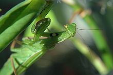 Mantis (genus) httpsuploadwikimediaorgwikipediacommonsthu