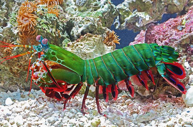 Mantis shrimp National Aquarium Peacock Mantis Shrimp