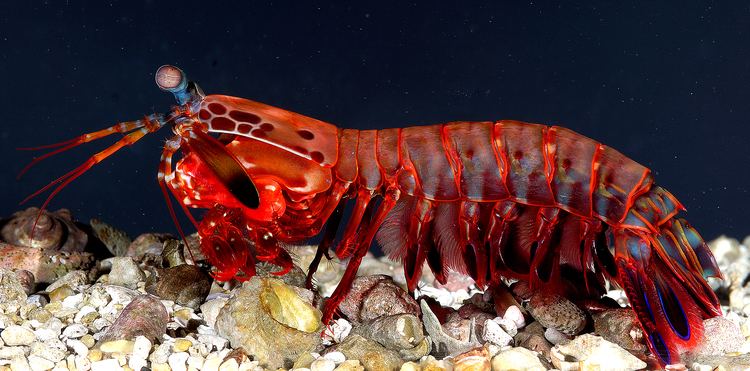 Mantis shrimp Mantis shrimp Wikipedia