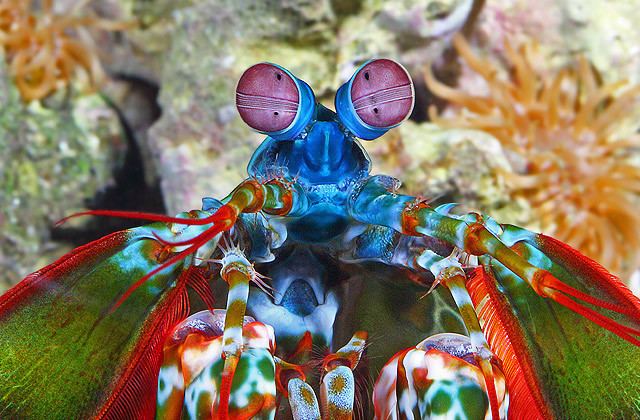 Mantis shrimp National Aquarium Peacock Mantis Shrimp
