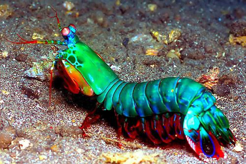 Mantis shrimp The Mantis Shrimp SiOWfa15 Science in Our World Certainty and