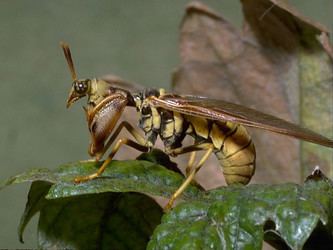 Mantispidae Mantispidae