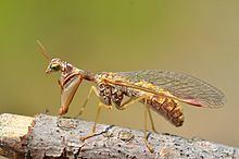 Mantispidae httpsuploadwikimediaorgwikipediacommonsthu