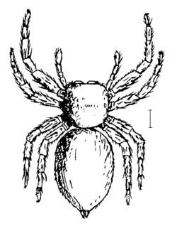 Mantius (spider) httpsuploadwikimediaorgwikipediacommonsthu