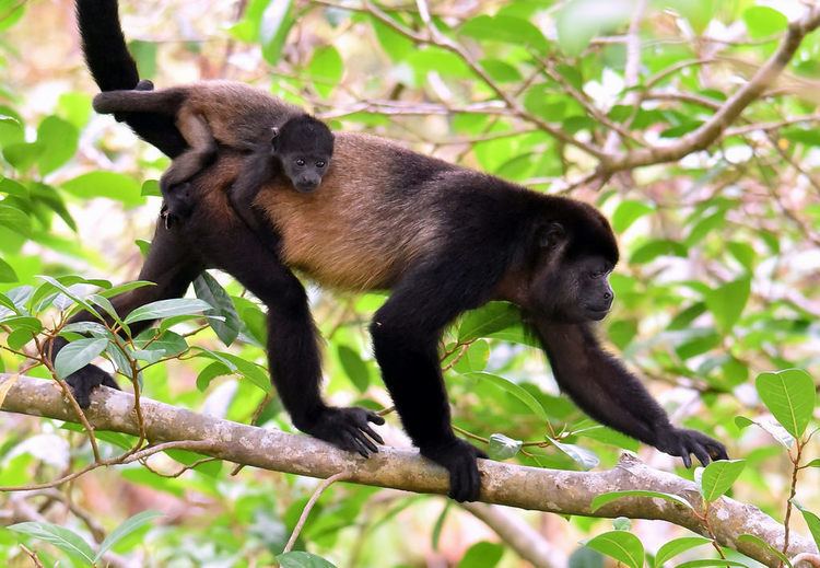Mantled howler Mantled Howler Monkeys Corcovado South East Costa Rica Flickr