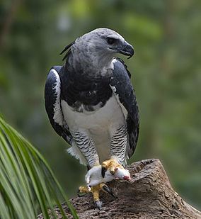Manuripi-Heath Amazonian Wildlife National Reserve httpsuploadwikimediaorgwikipediacommonsthu