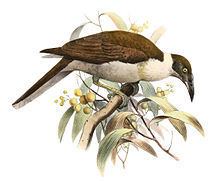 Manus friarbird httpsuploadwikimediaorgwikipediacommonsthu