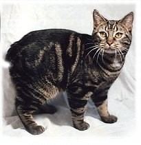 Manx cat httpsuploadwikimediaorgwikipediaen99bMan
